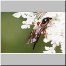 Endomopoda phragmitidis - Schlupfwespe w01c 12mm - OS-Hasbergen Wiese det06.jpg